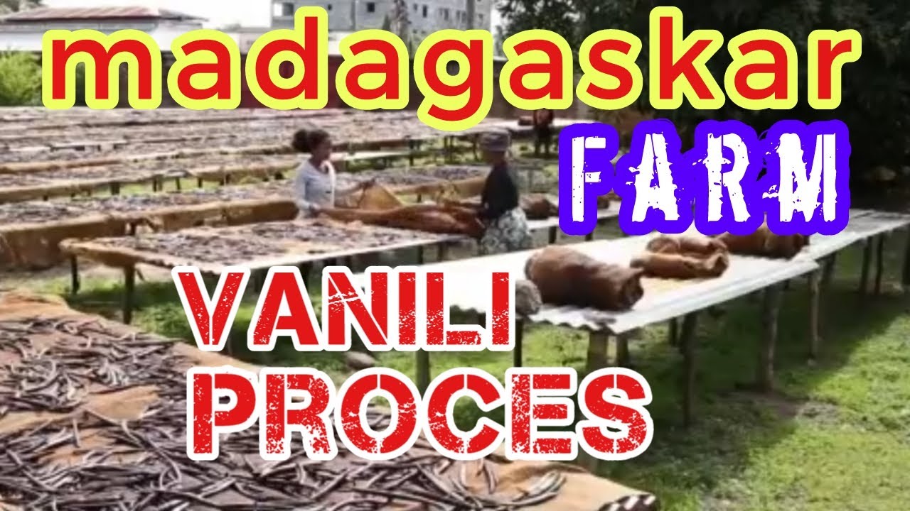 Vanili Madagaskar dari petik sampai diproses menjadi vanili kering