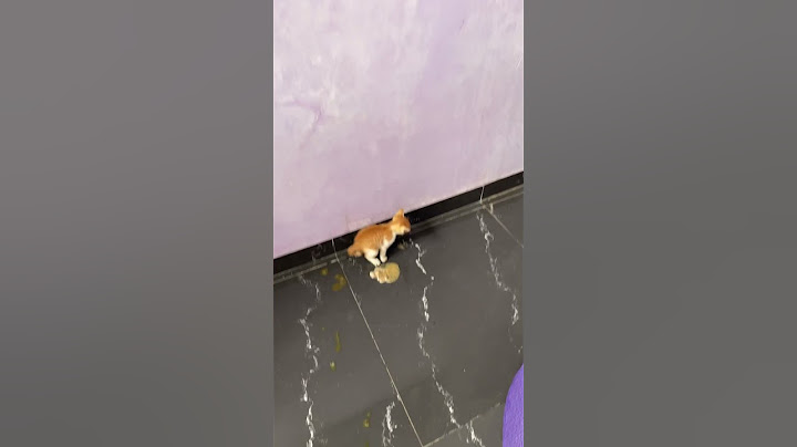 Kucing muntah keluar cacing