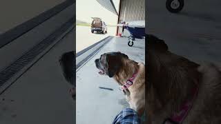 Hangar cleaning day with my baby girl, Ziva.