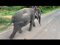 ระทึก❗️เจ้วิ่งออกกำลังกายตอนเย็น एक हाथी,elephant