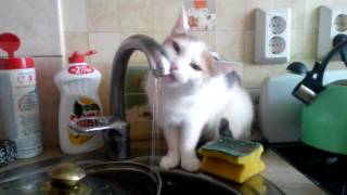 Ржака! Ох уж эта жажда! кошка пьет воду из под крана! Ржака! Ох уж эта жажда! кошка пьет воду из под крана!