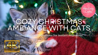 🎄 Cozy home ambiance for Christmas day with cute cats and comfy purr screenshot 2