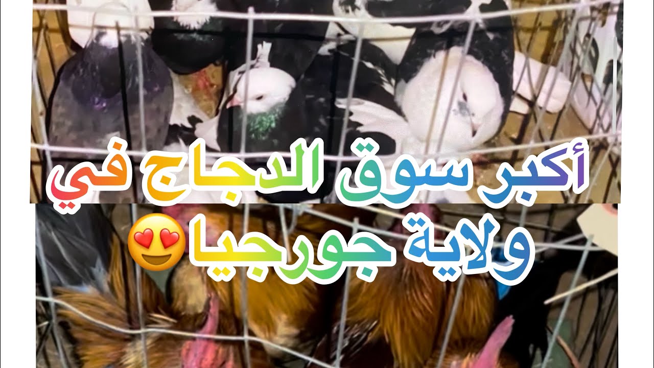 أجواء سوق الدجاج والطيور في أمريكا ولاية جورجيا 🇺🇸😍