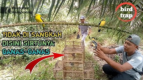 mikat sirtu || sirdung || cipoh di markasnya sirtu ganas || paling seruh 2022