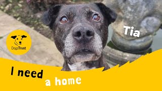 Tia the terrific Staffie | Dogs Trust Merseyside