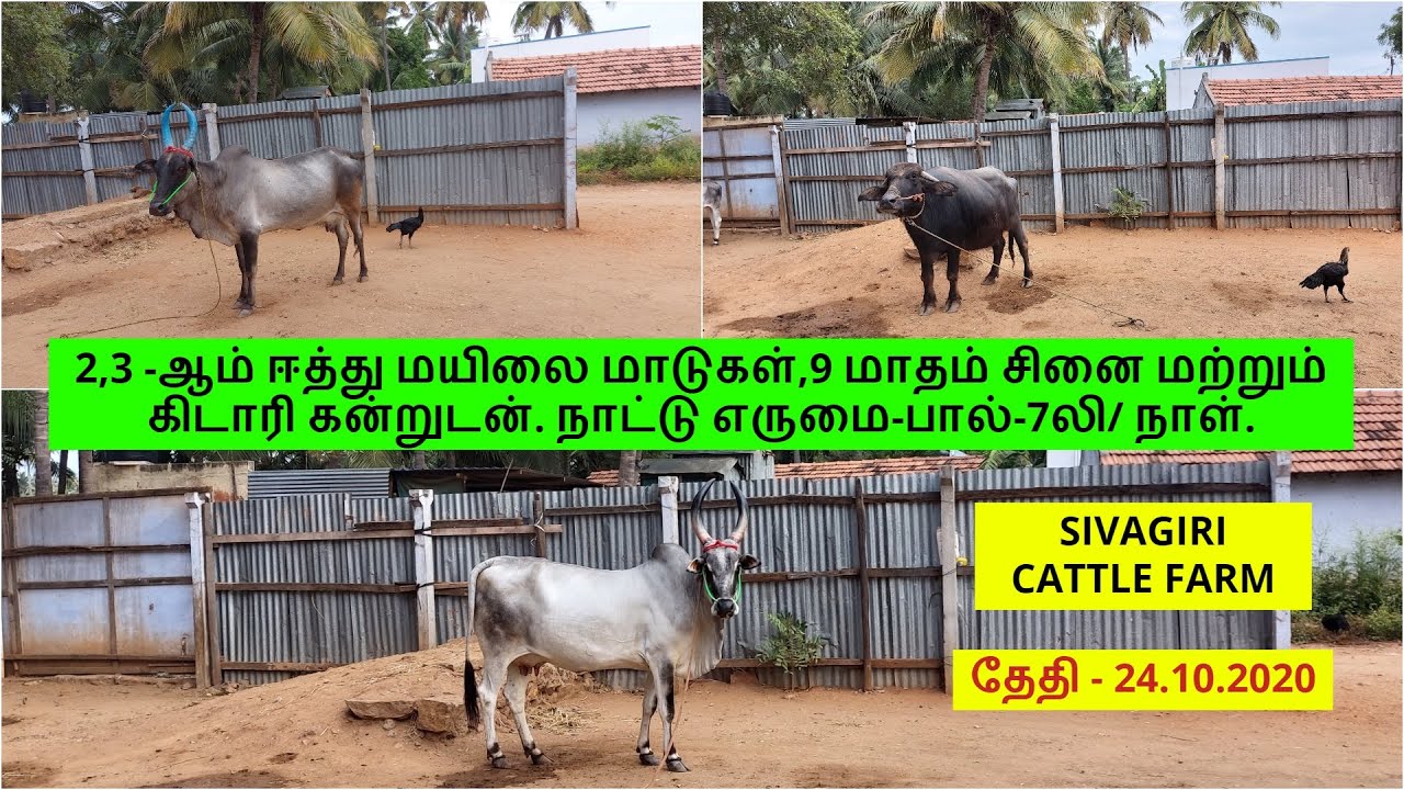 2,3 -ஆம் ஈத்து மயிலை மாடுகள்,9 மாதம் சினை மற்றும் கிடாரி கன்றுடன். நாட்டு எருமை-பால்-7லி/ நாள்.