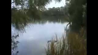 BEST VINE Large mysterious fish eats duck - Popular Vines