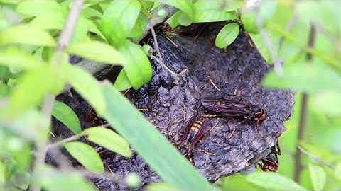 Wasps building nests on the leaf- macro video animals area