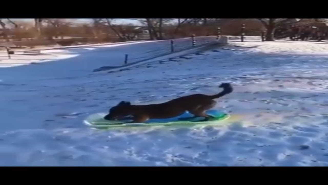Dog Going Down Hill on a Slide Doggo Playing in the Snow YouTube