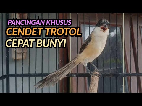 Masteran Cendet Gacor cocok untuk masteran cendet Trotol#cendettrotol #cendet #cendetgaco