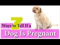 7 Ways to Tell If a Dog Is Pregnant 2018 ! Week By Week Calendar