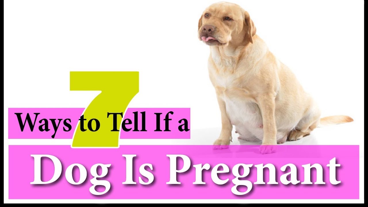 how do i know when my dog is pregnant