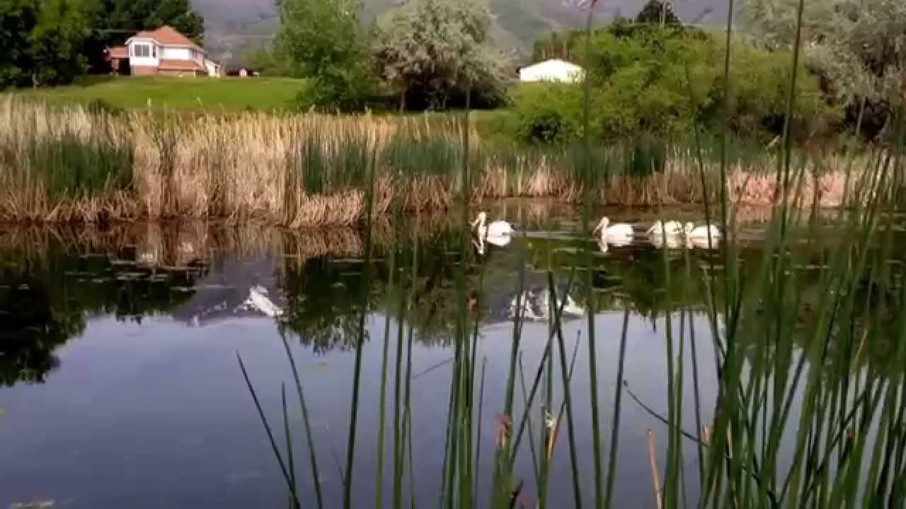 Kaysville Pond YouTube