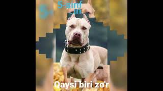 qaysi sinf zo'r/sizga qaysi sinf yoqdi/pit bull