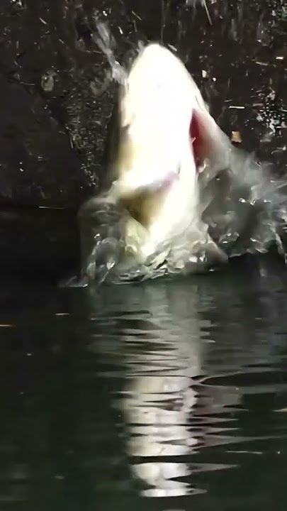 sambaran ikan predator.. #fishing #fish #predator