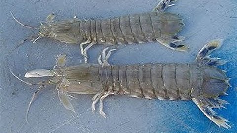 Đi Câu Tôm Tích Tại bờ Biển Vũng Tàu🦐