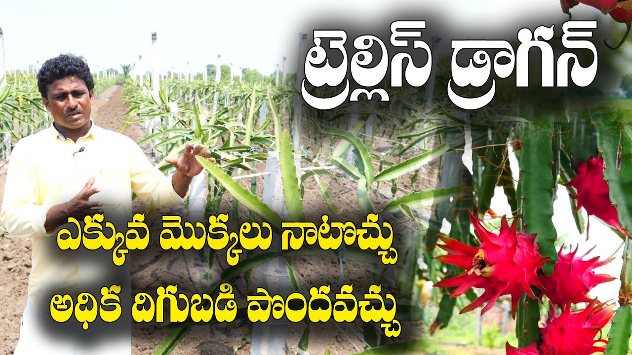 ట్రెల్లీస్ పద్ధతిలో వెయ్యి మొక్కలు ఎక్కువ నాటొచ్చు || Trellis in Dragon fruit || Venkateshwarlu