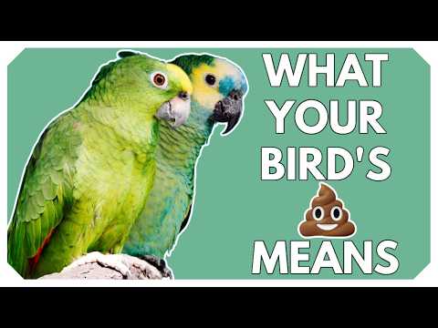 What Your Parrot’s Poop Is Telling You (Normal vs. Concerning)