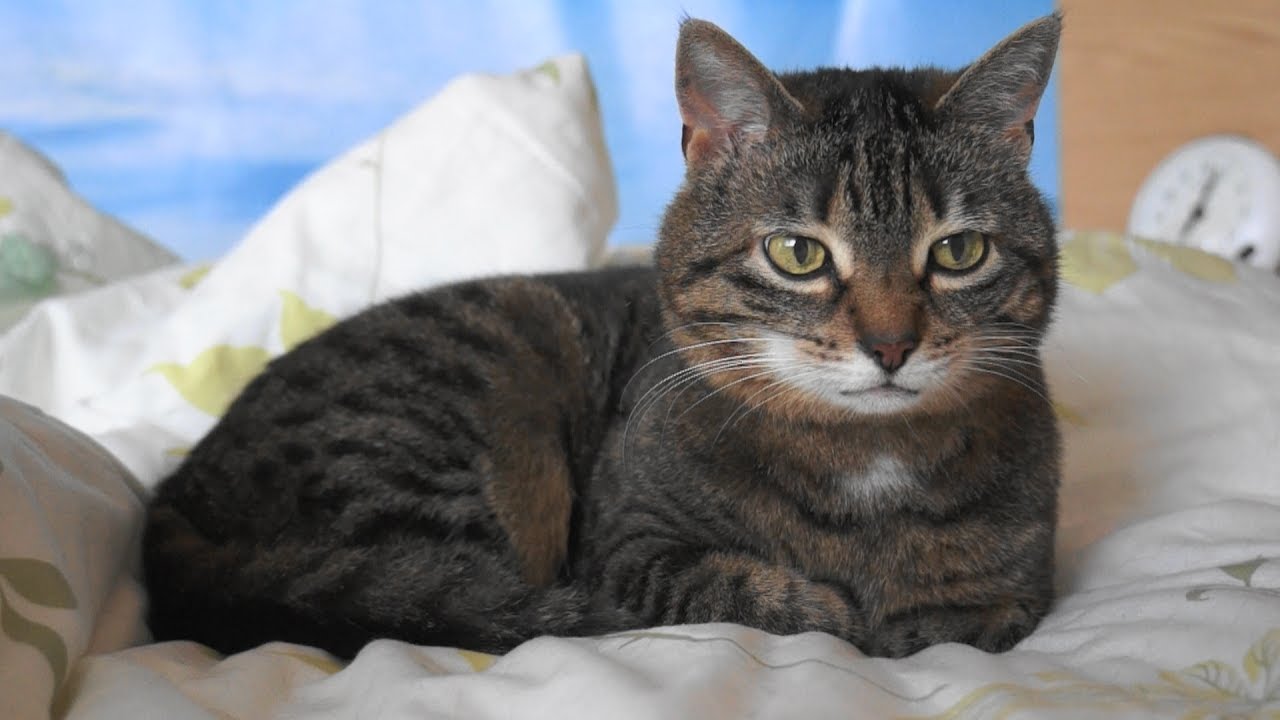 Das Glück Ist Eine Katze