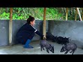 Entrepreneurial journey : Complete the pig barn - Raise a herd of piglets - Economic development