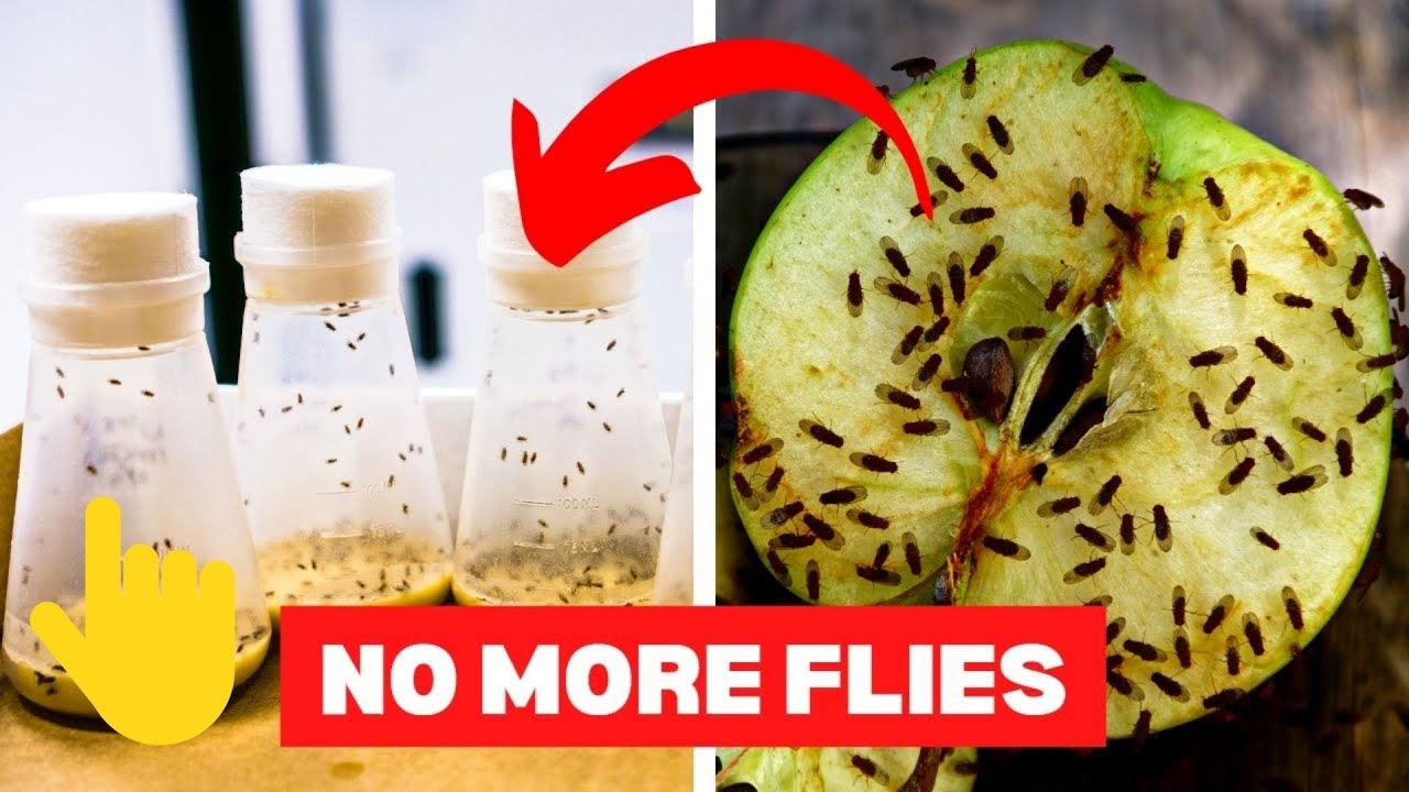 fruit-flies-in-house-causes-at-kenneth-hightower-blog