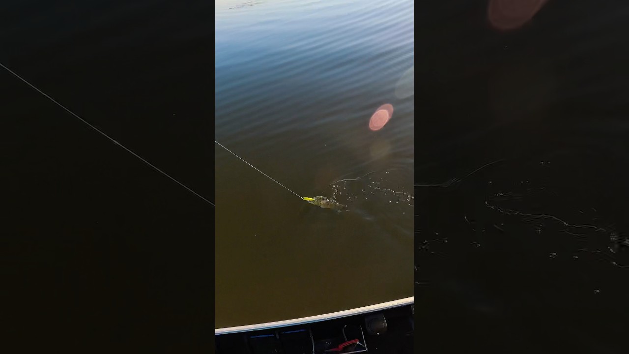 Duo FangRipper - uma maquina na pescaria de tucunaré 