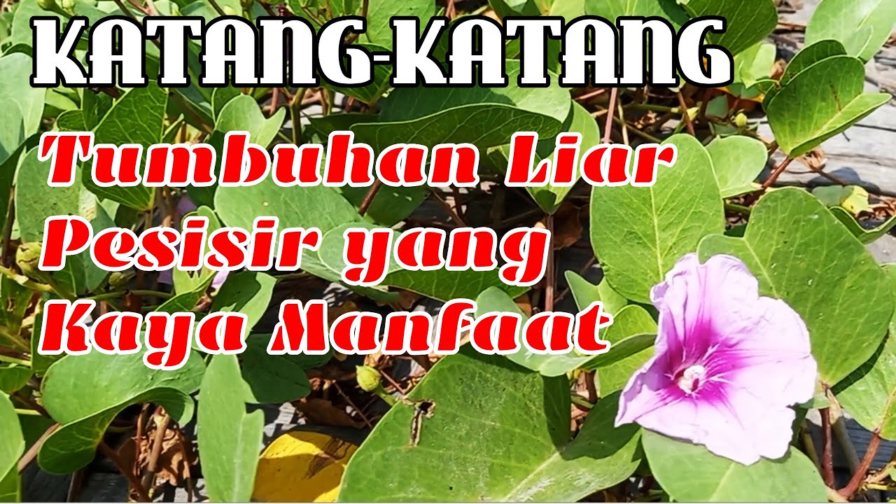 KATANG-KATANG| | TUMBUHAN LIAR PESISIR YANG KAYA MANFAAT - YouTube