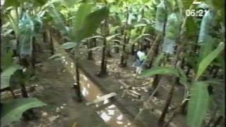 Banana Trade Ecuador