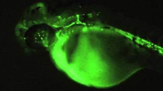 Draculin-Gfp