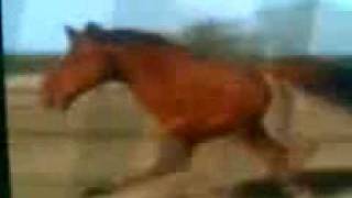 Details Retarded Running Horse News
