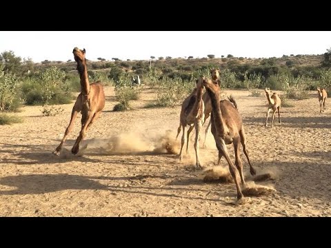 Ahmed Gamal - Edhaky | Official Music Video | أحمد جمال - إضحكي