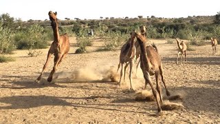 تربية الجمال في الصحراء | سوف تشرب  الإبل الماء بسرعة