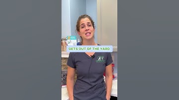 The Importance of Microchips✨