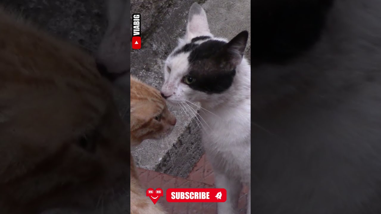 Little Cat scared by a Boss Cat 