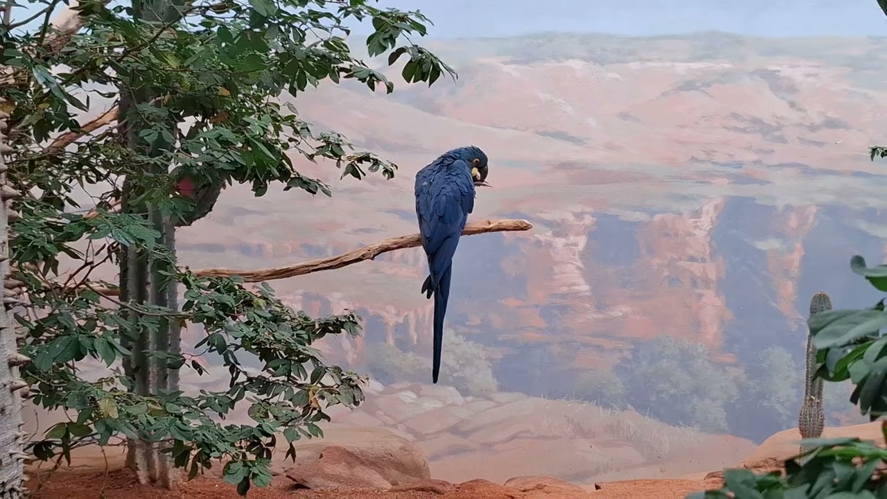 Praha II - Prahan eläintarha