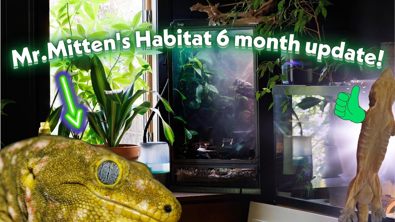 6 month update to Mr. Mitten's Leap habitat! - YouTube