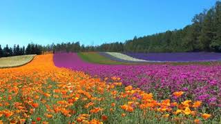[AS BUMP] Boards of Canada - Roygbiv
