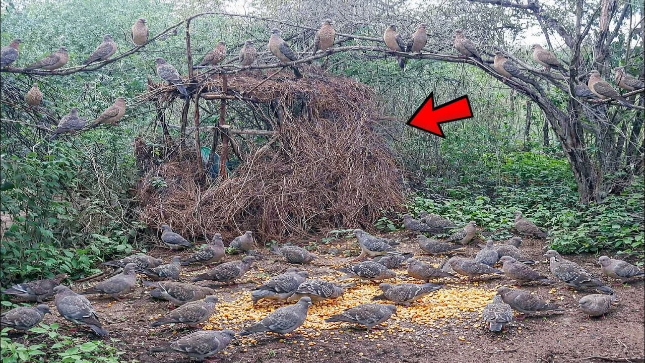 VELHA TÓCAIA NA CEVA DAS ASA BRANCA ESTA DE VOLTA 