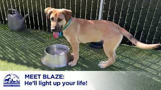 Pet of the Week - Blaze! by Helen Woodward Animal Center 105 views 6 months ago 35 seconds