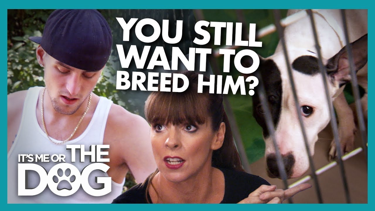 Can a Reality Check Change the Mind of Owner Set on Breeding? |  It's Me or The Dog