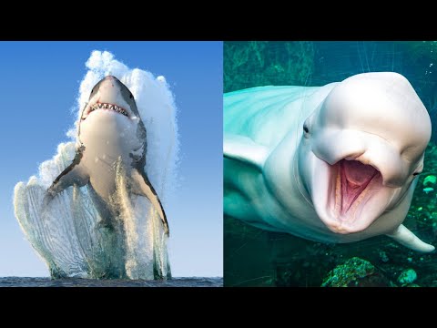 31 Animales Marinos Increíbles y Hermosos-Biología para Niños y Adolescentes🐋