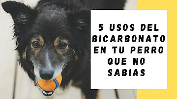 ¿Pueden tomar bicarbonato los perros?