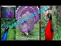 Criação de Pavão, Faisões e outras aves ornamentais