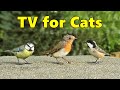 Cat TV - Bird Sounds in Summer ~ 8 HOURS ⭐ NEW Videos for Cats to Watch Birds ⭐