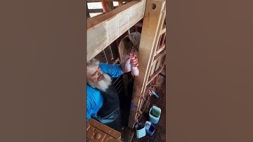 The Humane Procedure: Bloodless Castration of Bulls #bulls