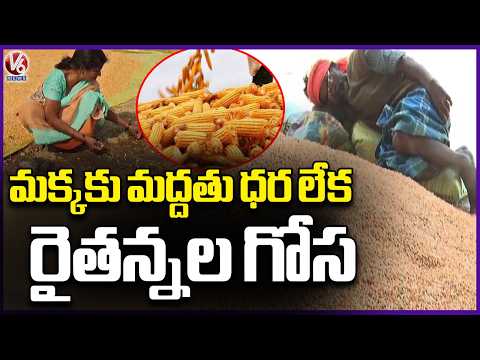 Maize Farmers in Telangana Face Crisis Due to Lack of Support Price | V6 News - V6NEWSTELUGU