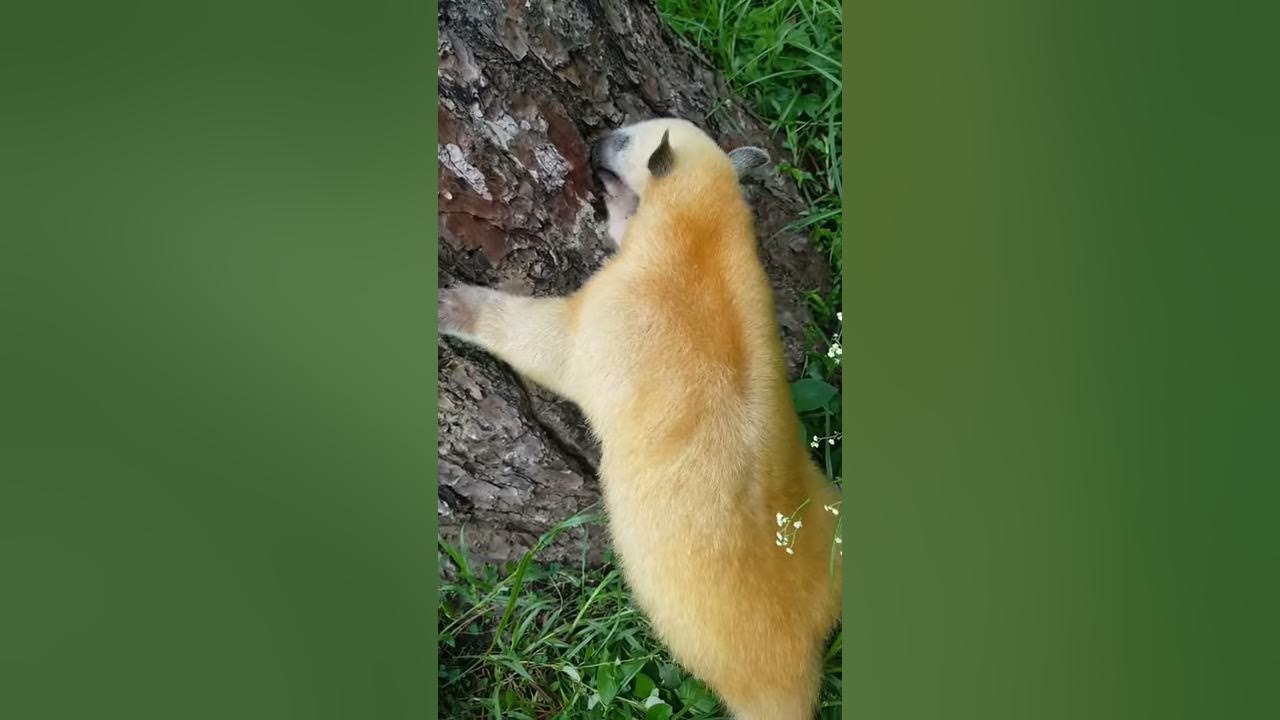 ANTEATER T-Pose! in Costa Rica 🐜 #shorts Tamandua 