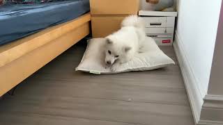 SHOCKING! Smart dog retrieves ball from underneath the bed!