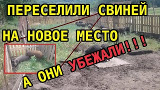 Переселение венгерской мангалицы в новые загоны// Что делать если свиньи сбежали?