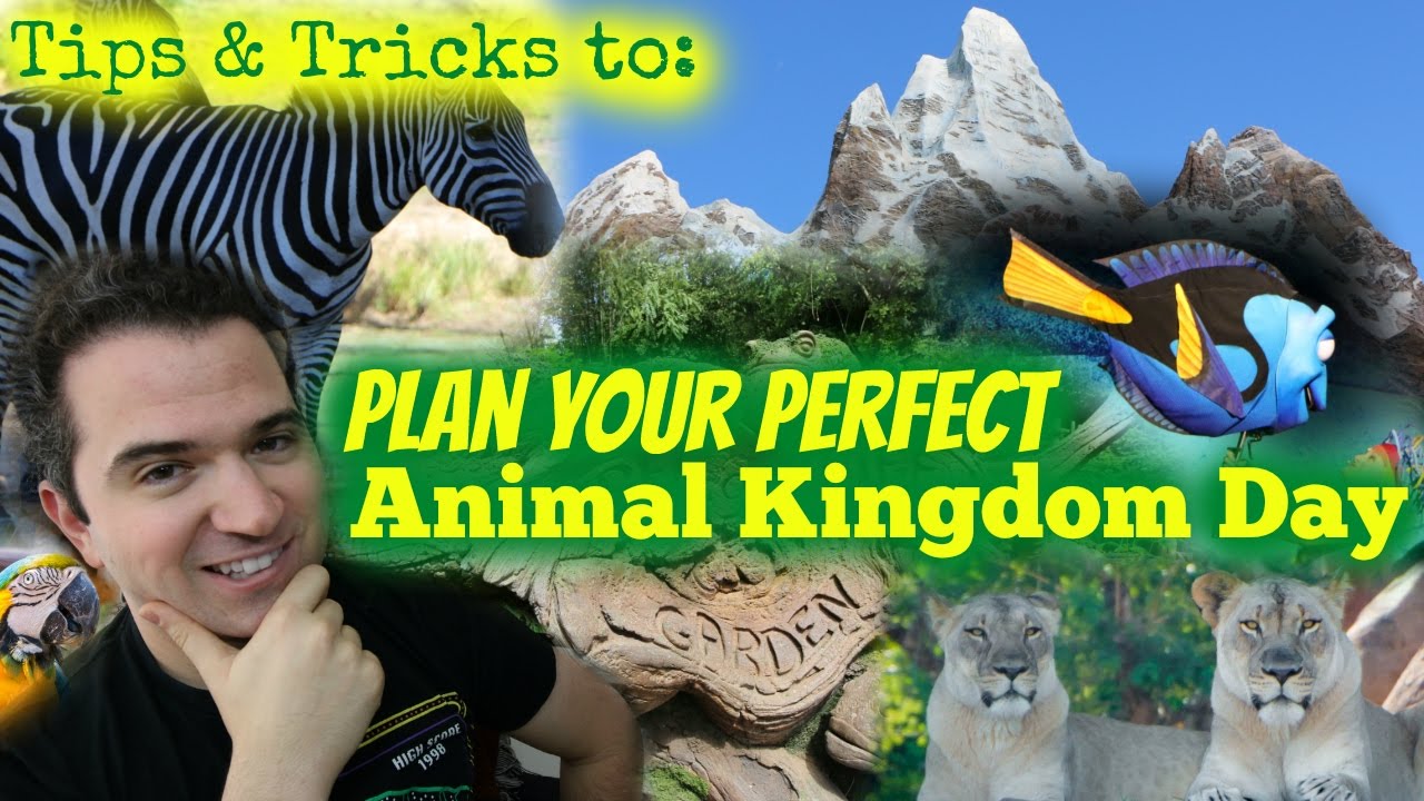 How to plan your Perfect Animal Kingdom Day - YouTube
